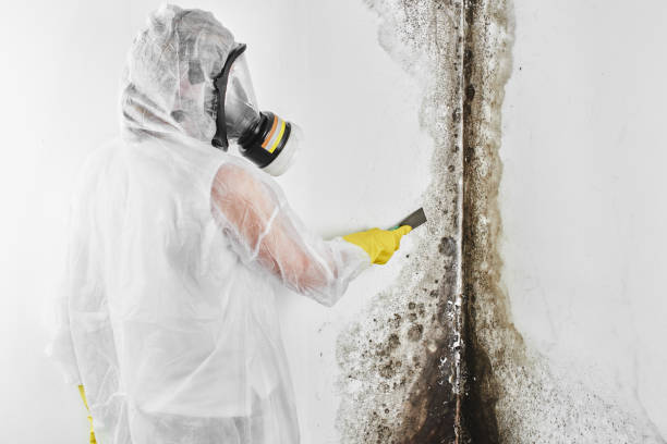Best Office Mold Removal Services  in Marion, IA