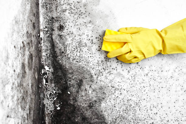 Best Mold Removal Company Near Me  in Marion, IA