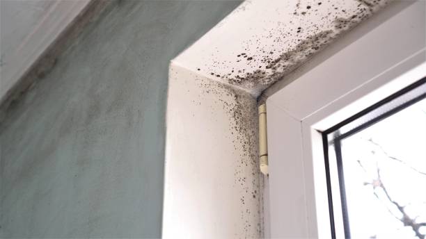 Best Toxic Mold Removal  in Marion, IA