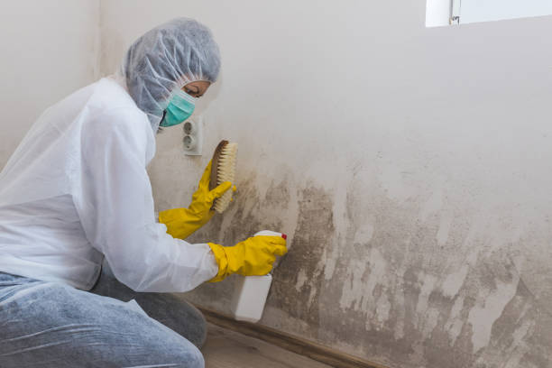 Best Commercial Mold Removal  in Marion, IA