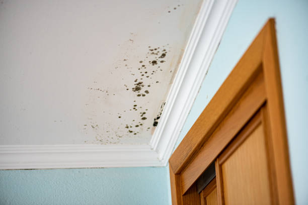 Best Certified Mold Removal  in Marion, IA