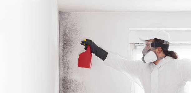 Best Affordable Mold Removal  in Marion, IA
