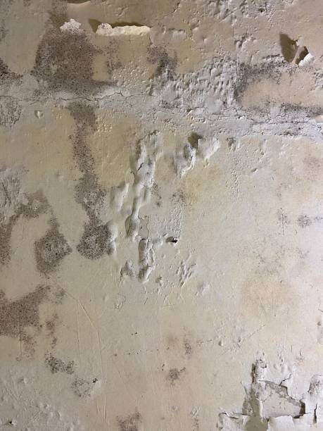 Best Professional Mold Removal  in Marion, IA