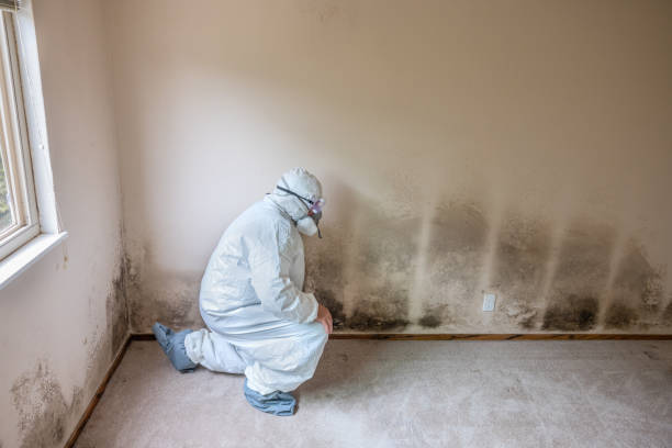 Best Mold Remediation Services  in Marion, IA