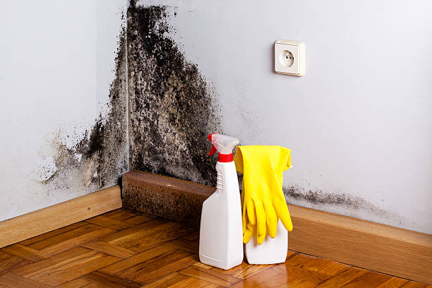 Best Black Mold Removal  in Marion, IA